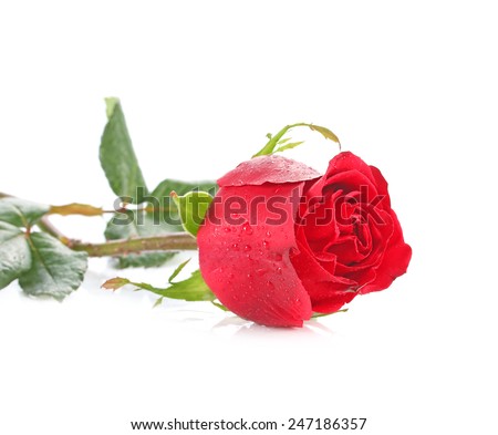 Flowers: single red rose, isolated on white background