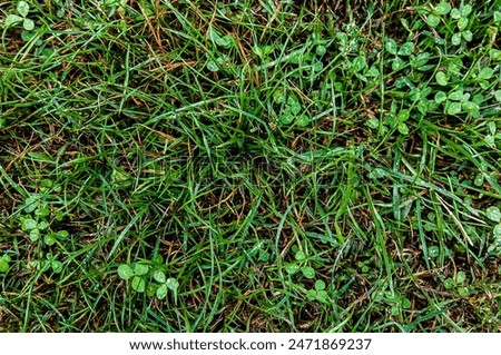A close up of a grassy field with clovers scattered throughout. The grass is lush and green, and the clovers are small and green. Concept of tranquility and natural beauty
