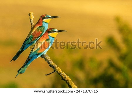 The European bee-eater (Merops apiaster) couple on branches