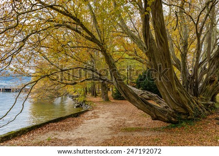 Trees in park on the bank of the lake