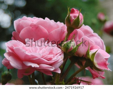 Close up on pink roses blooming on a shrub at spring, also rosebuds and green leaves and stems, blurry backround too.
