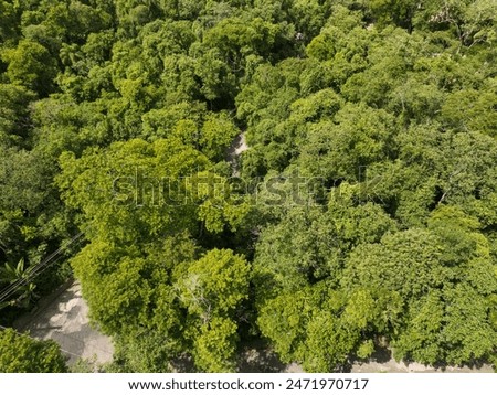 Aerial shoot of atlantic Forest at Serra da cantareira