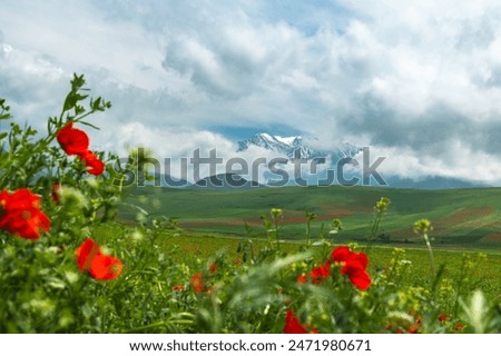 Poppies against a backdrop of green hills and snow-capped mountains. Spring in Kyrgyzstan. Selective focus.