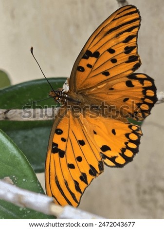 Orange and black butterfly posed on a leaf