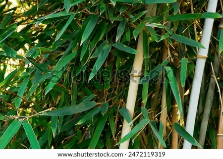Bamboo trees that look strong and versatile