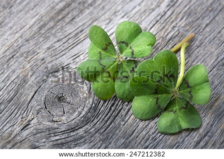 Four leaf clover on grey wooden background Royalty-Free Stock Photo #247212382