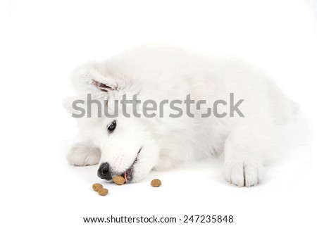 Friendly Samoyed dog lying with feed isolated on white