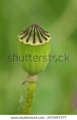 Natural vertical closeup on a seedbox of a Flanders poppy wildflower, Papaver rhoeas, against a green background