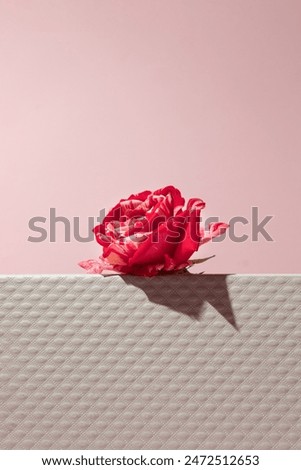 Rose flower on white wall with pink background. Creative invitation idea. Copy space