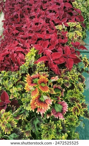 Mixed Coleus plants in various color