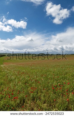 A rolling South Downs landscape near Ditchling Beacon, with poppies in bloom in the fields