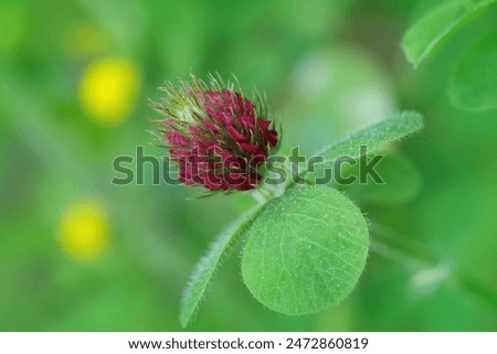 Natural closeup on an emerging red flower of the Crimson or Italian clover, Trifolium incarnatum