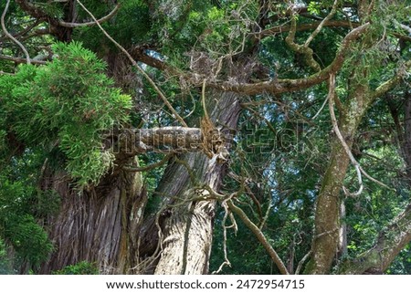 A tree branch resembling a living creature seen in the grounds of a shrine in Maniwa City, Okayama Prefecture, Japan