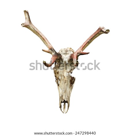 skull of red deer stag ( Cervus elaphus ) eaten by wolves, isolation on white background; the hungry animals have eaten even parts of their antlers