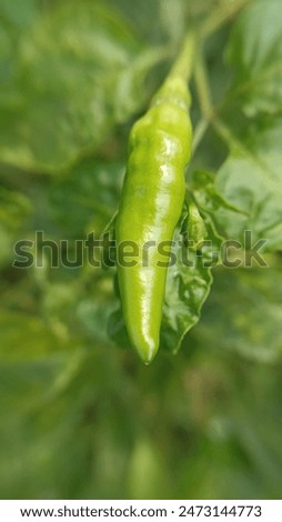 picture of red chili and green chili spices