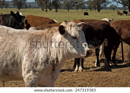 closeup of a cow and other cattle in a grass pasture