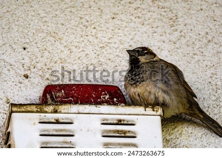 House Sparrow Perched on a Wall