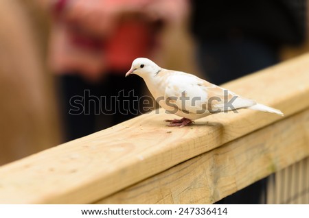 picture of a dove