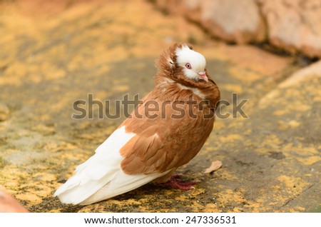 picture of a dove