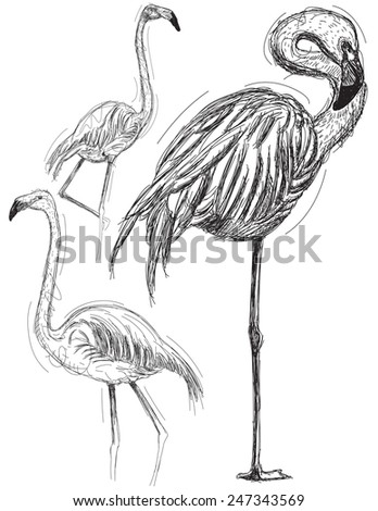 Sketchy flamingos