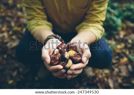 Man holding fresh Chestnuts picked from the forest floor Royalty-Free Stock Photo #247349530