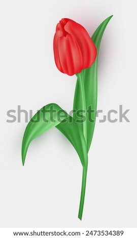 Three dimensional tulip flower with red petals and green leaves isolated on white background. 3d realistic vector blossom spring flower as decoration element for greeting card, postcard, banner, etc.