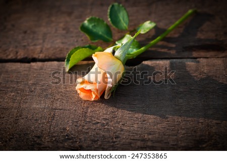 Rose flower on wooden tableRose flower on wooden table