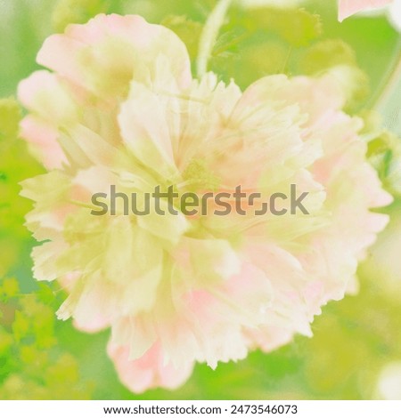 heart-shaped flower, floral heart, love, symbol, floral background, abstract photo with flowers, fantasy photo, variegated peony, heart peony, pastel colors, postcard