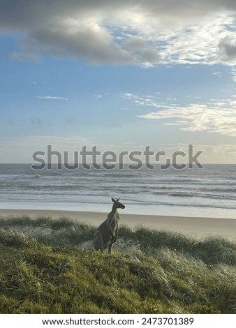Kangaroo Australia Beach East Coast