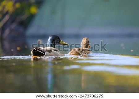 Mallard ducks on the lake 2024
