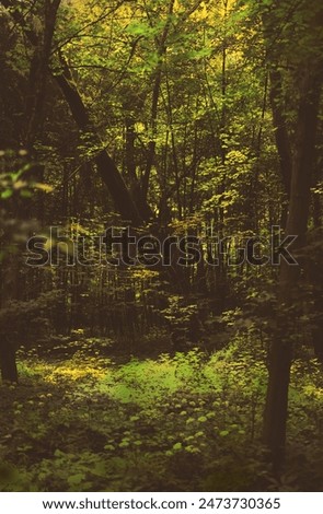 natural background in pastel colors, fantasy photo, composite photo, from two photographs, abstraction, on a natural basis, trees and leaves, fluffy orange color, delicate orange, collage