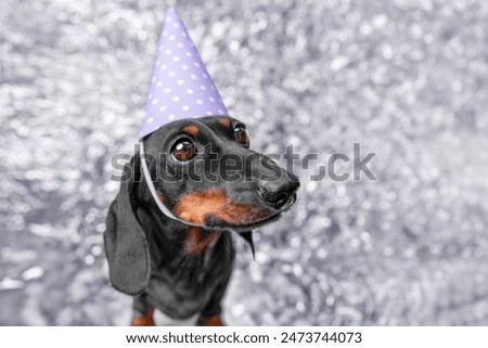 Funny dachshund dog in festive cap looks with innocent look, waits, begs for gift for birthday, party Children animation, family leisure Wide angle view of pet muzzle in anticipation of holiday treat