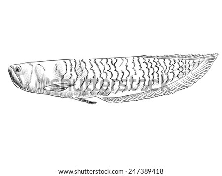 Vector illustration with hand drawn realistic  fish.