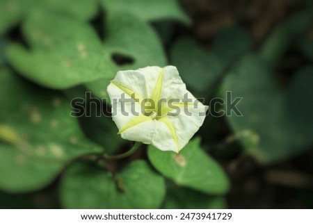 Ipomoea obscura (English: obscure morning glory) is a species of flowering plant from the genus Ipomoea. This plant is a type of foreign plant in the form of a liana and originates from America.