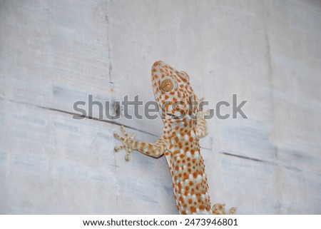 gecko lizard climbing on the wall.