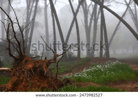 Fallen pine tree roots with foggy background in forest.