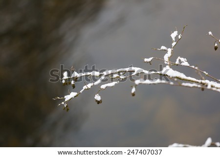 Tree branch under snow against river surface