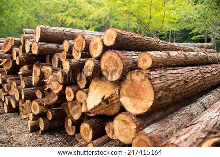 timber texture Royalty-Free Stock Photo #247415164