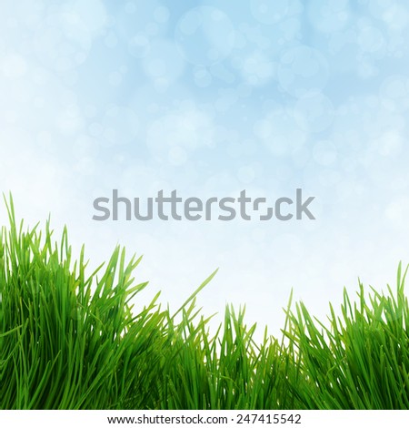 green  grass isolated on white background