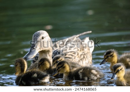ducks on the lake 2024