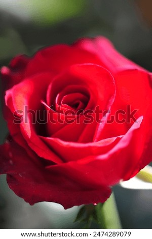 Garden rose. Shallow depth of field. Vitality fills the entire bouquet, fully opening into a large flower with a high center, ruffled petals, and an intoxicating scent of lavender.