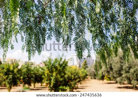Hanging tree branches with bokeh background in tropical garden.