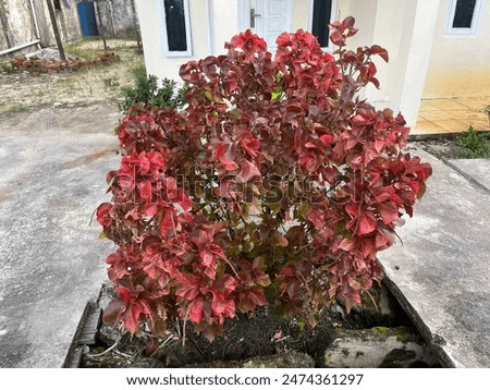 The red Acalypha wilkesiana plant in Indonesia