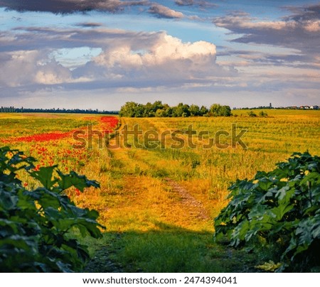 Picturesque morning view of green meadow with old country road. Splendid summer scene of field of blooming poppy flowers. Beauty of countryside concept background.