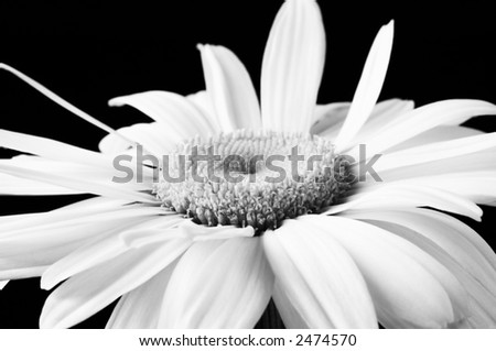 chamomile(special black and white photo f/x,focus on the lower part of the center)