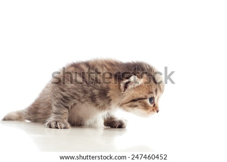 cute kitten looking at a white background