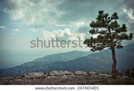 alone pine on the rocky slope above Yalta and sea