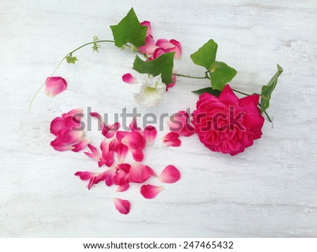 		Red rose on grunge white wooden background 