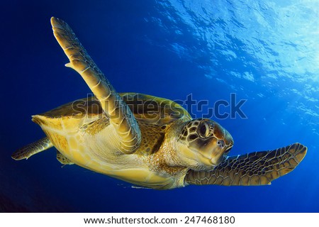 Green turtle in the blue Royalty-Free Stock Photo #247468180