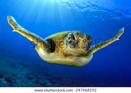 Green turtle in the blue Royalty-Free Stock Photo #247468192